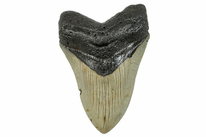 Serrated, Fossil Megalodon Tooth - North Carolina #272846